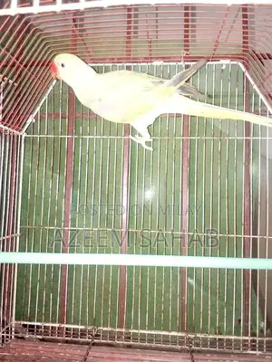 Pahari Raw Smoking Product