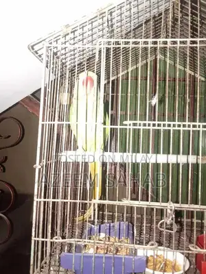 Pahari Raw Smoking Product