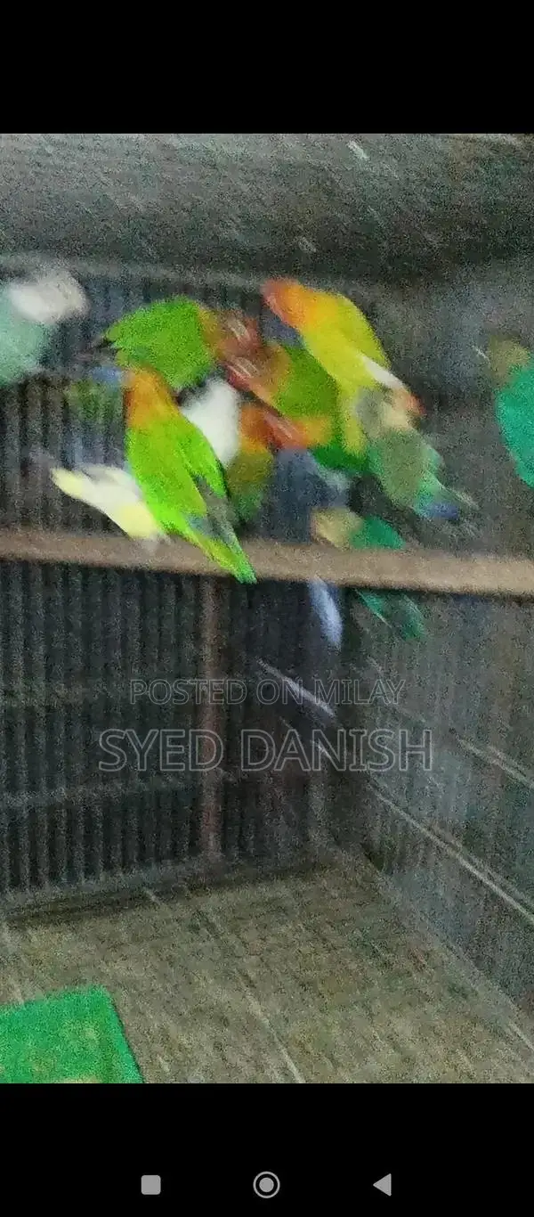 Lovebird Pairs - Multiple Color Mutations Available