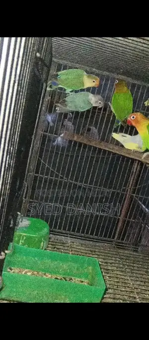 Lovebird Pairs - Multiple Color Mutations Available