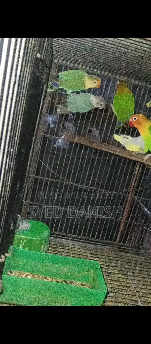 Lovebird Pairs - Multiple Color Mutations Available