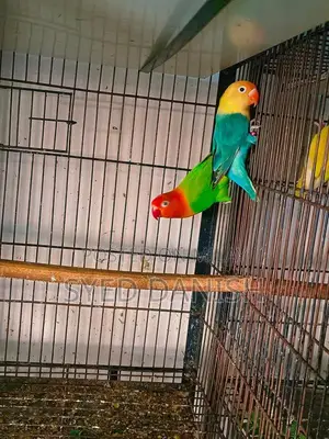 Lovebird Pairs - Multiple Color Mutations Available