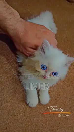 Photo - Purebred Double Coated Persian Cat