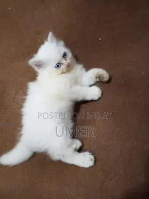 Purebred Double Coated Persian Cat