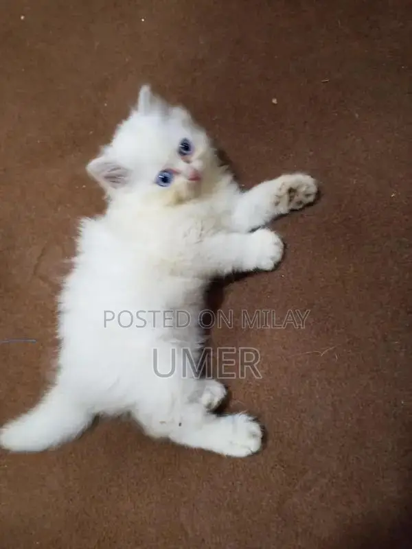 Purebred Double Coated Persian Cat