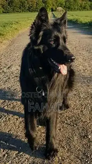 Photo - Black German Shepherd Female Purebred Breeder Quality Dog