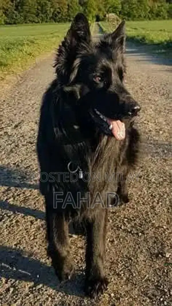 Black German Shepherd Female Purebred Breeder Quality Dog