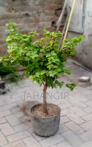 Photo - Red Gulnaar Flowering Plant in Cement Pot - 9-Year-Old Mature Plant