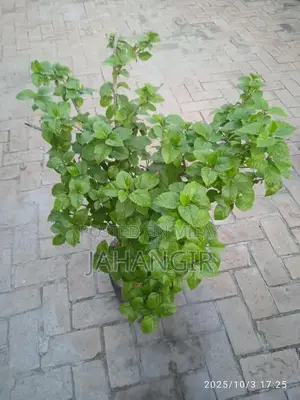 Red Gulnaar Flowering Plant in Cement Pot - 9-Year-Old Mature Plant