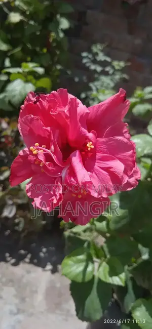 Red Gulnaar Flowering Plant in Cement Pot - 9-Year-Old Mature Plant