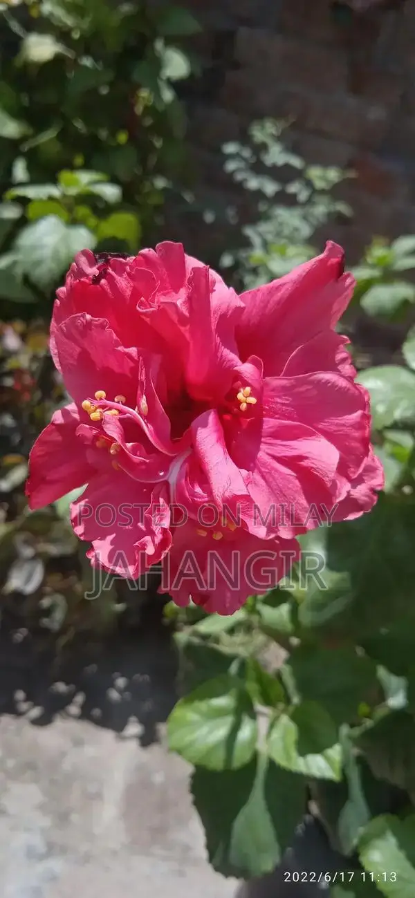 Red Gulnaar Flowering Plant in Cement Pot - 9-Year-Old Mature Plant