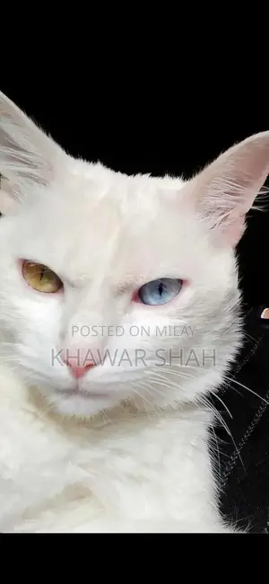 Photo - Persian Cat Single Coated with Unique Odd Eyes