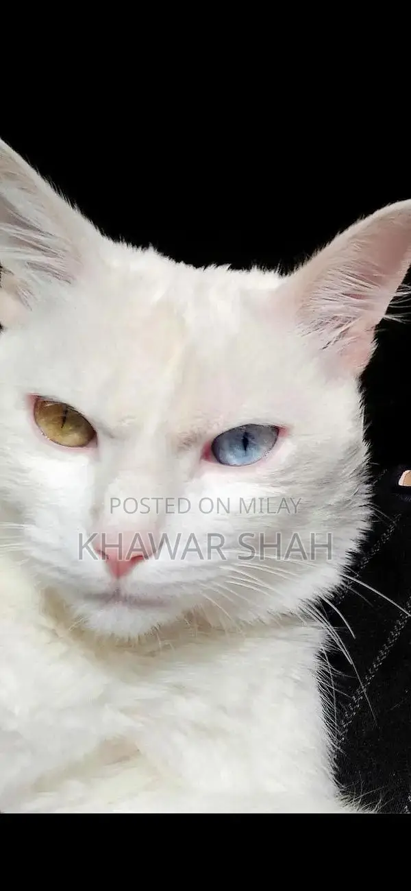 Persian Cat Single Coated with Unique Odd Eyes