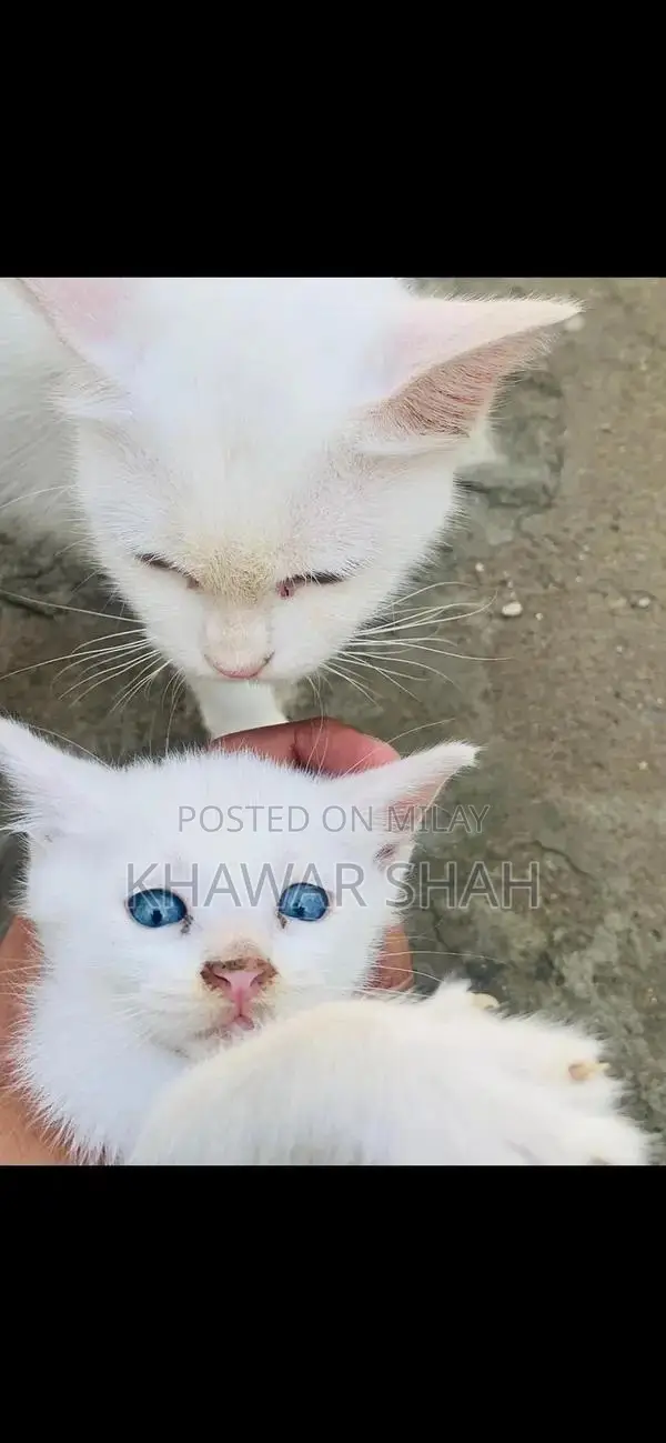 Persian Cat Single Coated with Unique Odd Eyes