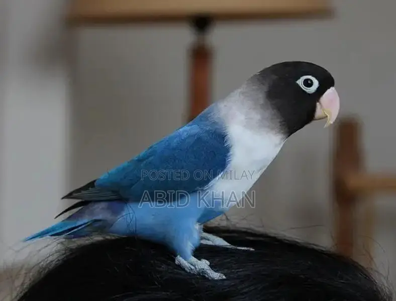 Lovebrid Smart Device - Stylish Wearable Technology Accessory