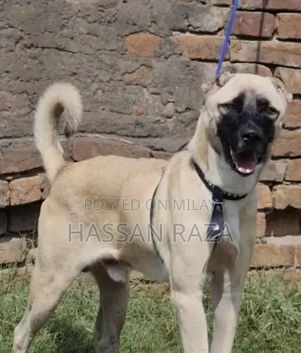 Purebred Kangal Dog - Young Male Security Companion