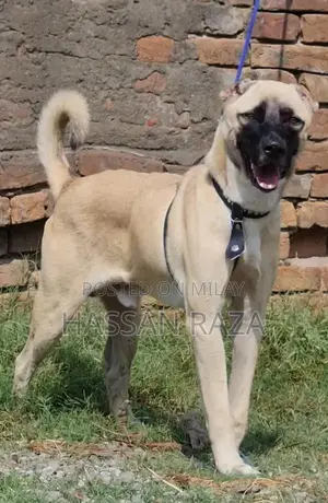 Purebred Kangal Dog - Young Male Security Companion