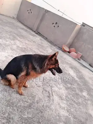 Photo - Young Black and Tan Female German Shepherd Dog