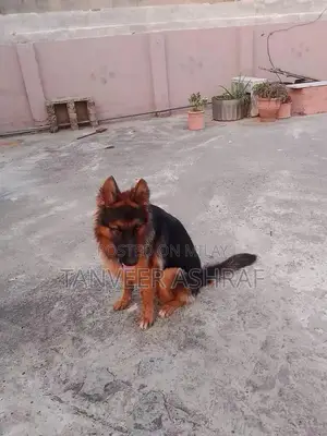 Young Black and Tan Female German Shepherd Dog