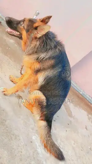 Young Black and Tan Female German Shepherd Dog