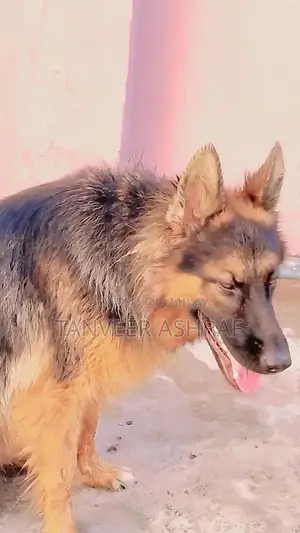 Young Black and Tan Female German Shepherd Dog