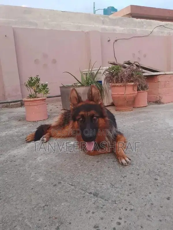 Young Black and Tan Female German Shepherd Dog