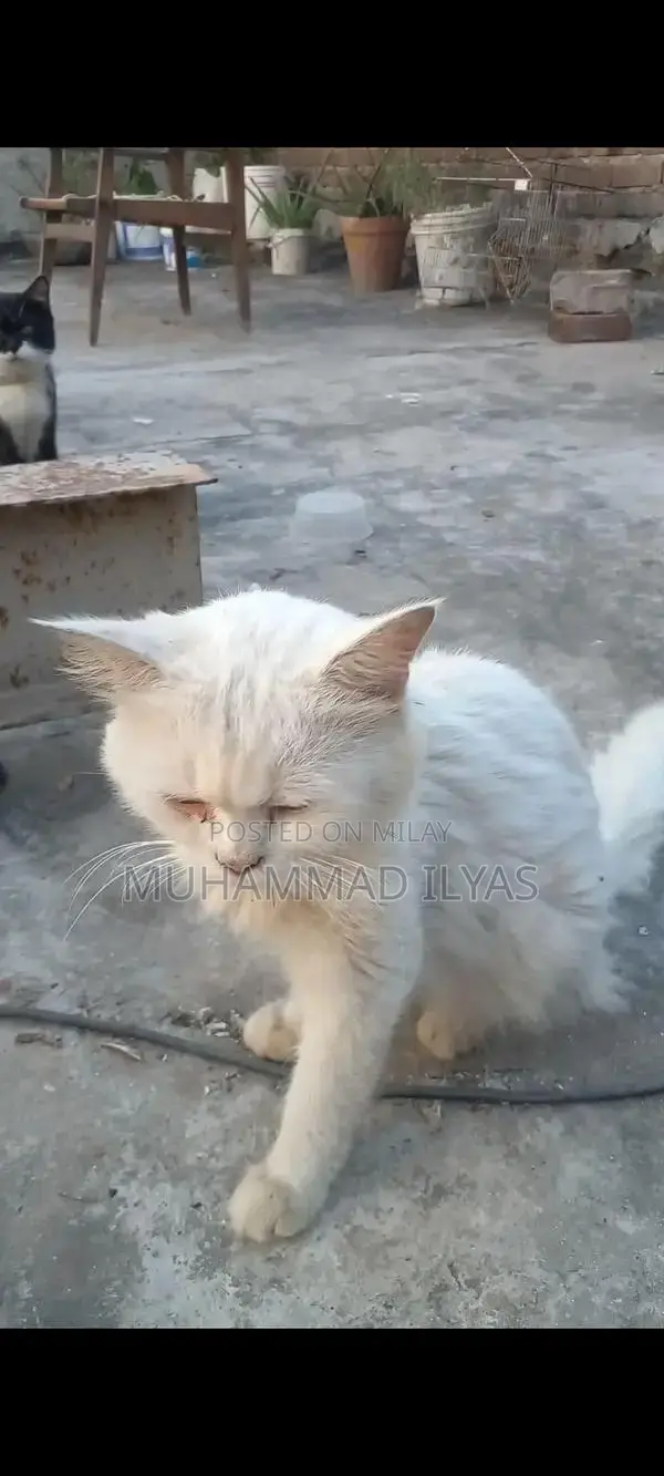 Friendly Male and Female Cats Available for Adoption