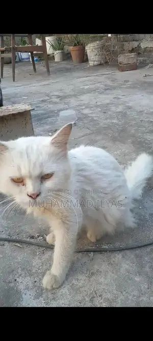 Friendly Male and Female Cats Available for Adoption