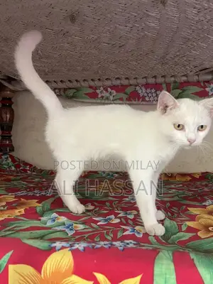 Photo - Purebred Persian Cat - Gentle Companion with Luxurious Coat