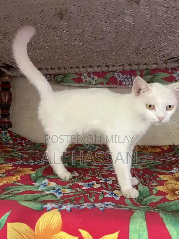 Purebred Persian Cat - Gentle Companion with Luxurious Coat