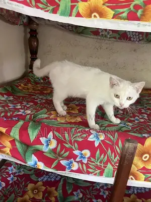 Purebred Persian Cat - Gentle Companion with Luxurious Coat