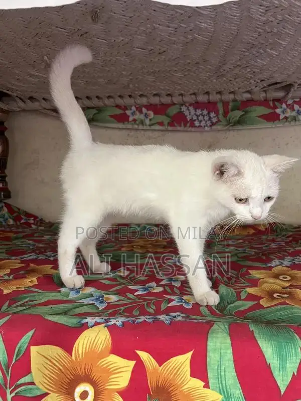 Purebred Persian Cat - Gentle Companion with Luxurious Coat