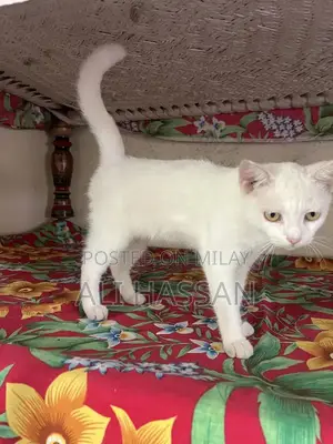 Purebred Persian Cat - Gentle Companion with Luxurious Coat