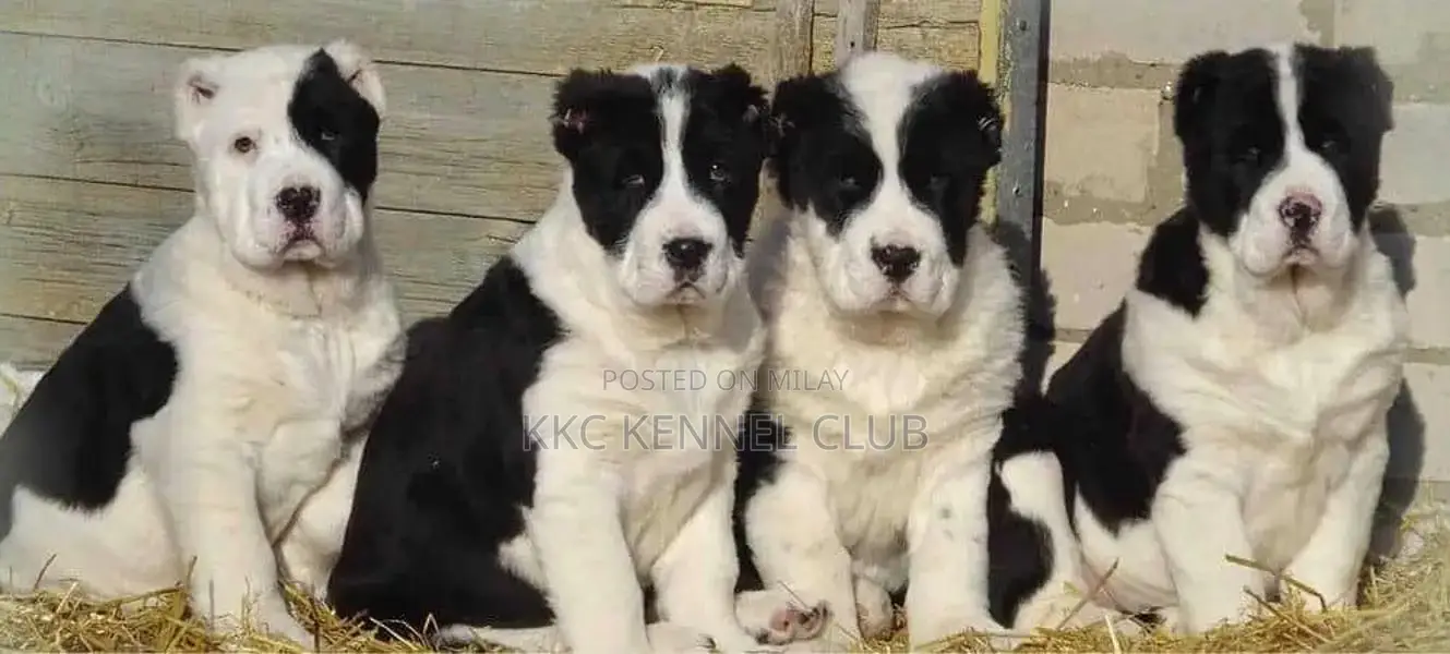 Imported Alabai XL Puppies: High-Pedigree Central Asian Shepherds