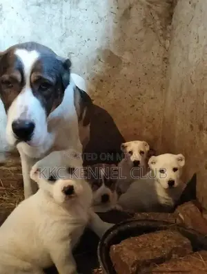Imported Alabai XL Puppies: High-Pedigree Central Asian Shepherds