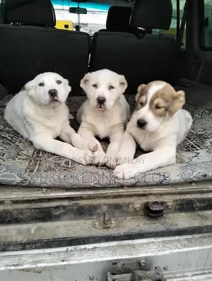 Imported Alabai XL Puppies: High-Pedigree Central Asian Shepherds