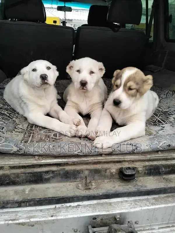 Imported Alabai XL Puppies: High-Pedigree Central Asian Shepherds