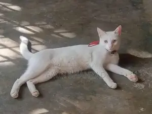 Photo - Female Cat with Unique Two-Colored Eyes