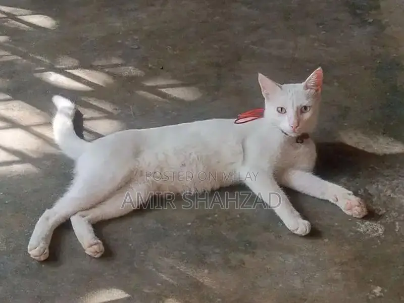 Female Cat with Unique Two-Colored Eyes