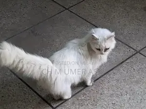 Photo - Purebred Triple Coat Persian Cats - Premium Companion