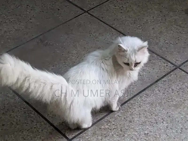 Purebred Triple Coat Persian Cats - Premium Companion