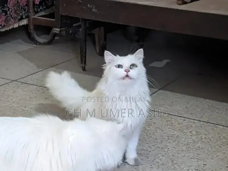 Purebred Triple Coat Persian Cats - Premium Companion