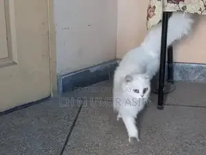 Purebred Triple Coat Persian Cats - Premium Companion