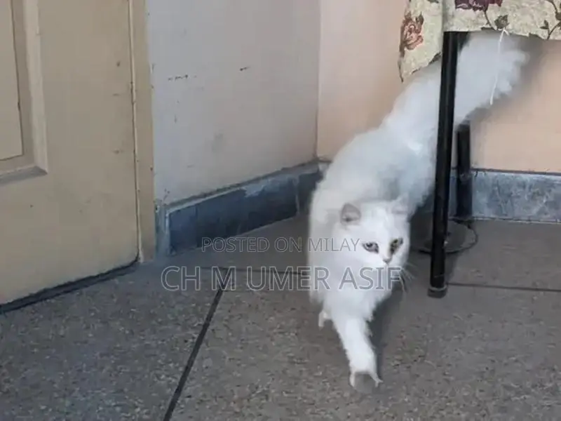 Purebred Triple Coat Persian Cats - Premium Companion