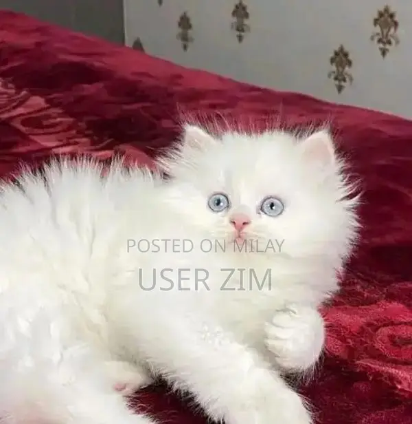 Purebred Blue-Eyed Female Persian Kitten - Trained, Vaccinated, Ready 