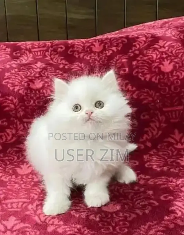 Purebred Blue-Eyed Female Persian Kitten - Trained, Vaccinated, Ready 