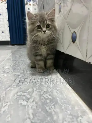 Photo - Maine Coon Kitten - Young Purebred American Breed Cat