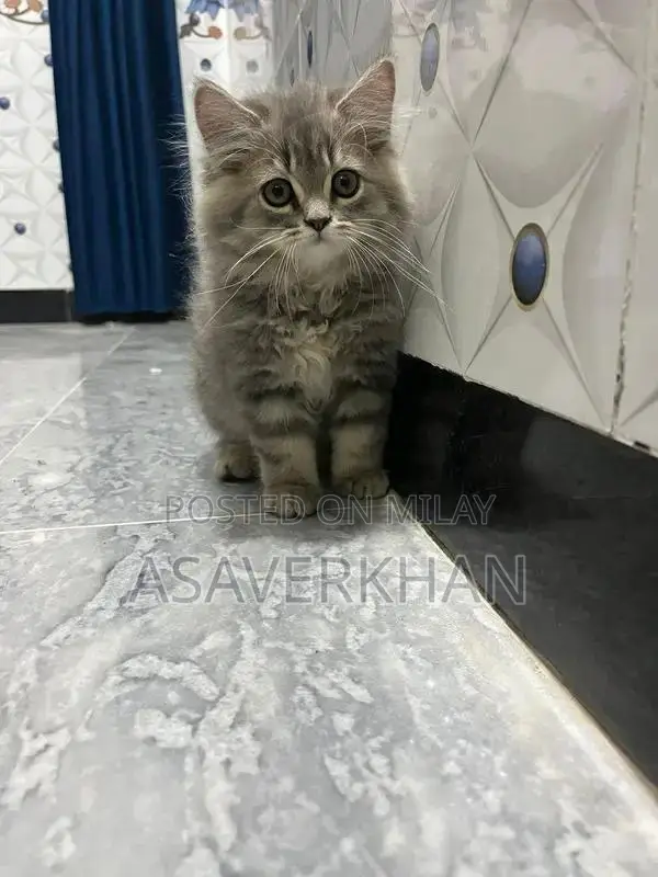 Maine Coon Kitten - Young Purebred American Breed Cat