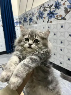 Maine Coon Kitten - Young Purebred American Breed Cat