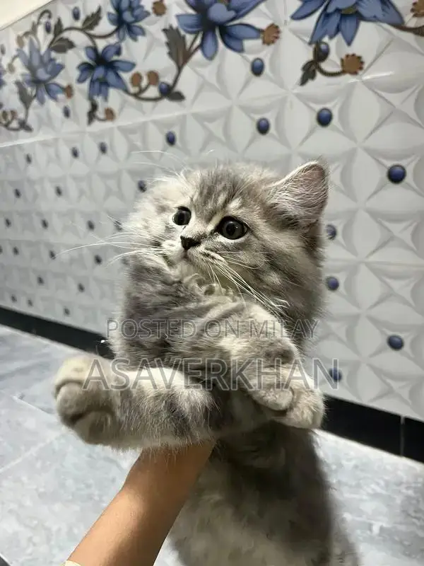 Maine Coon Kitten - Young Purebred American Breed Cat